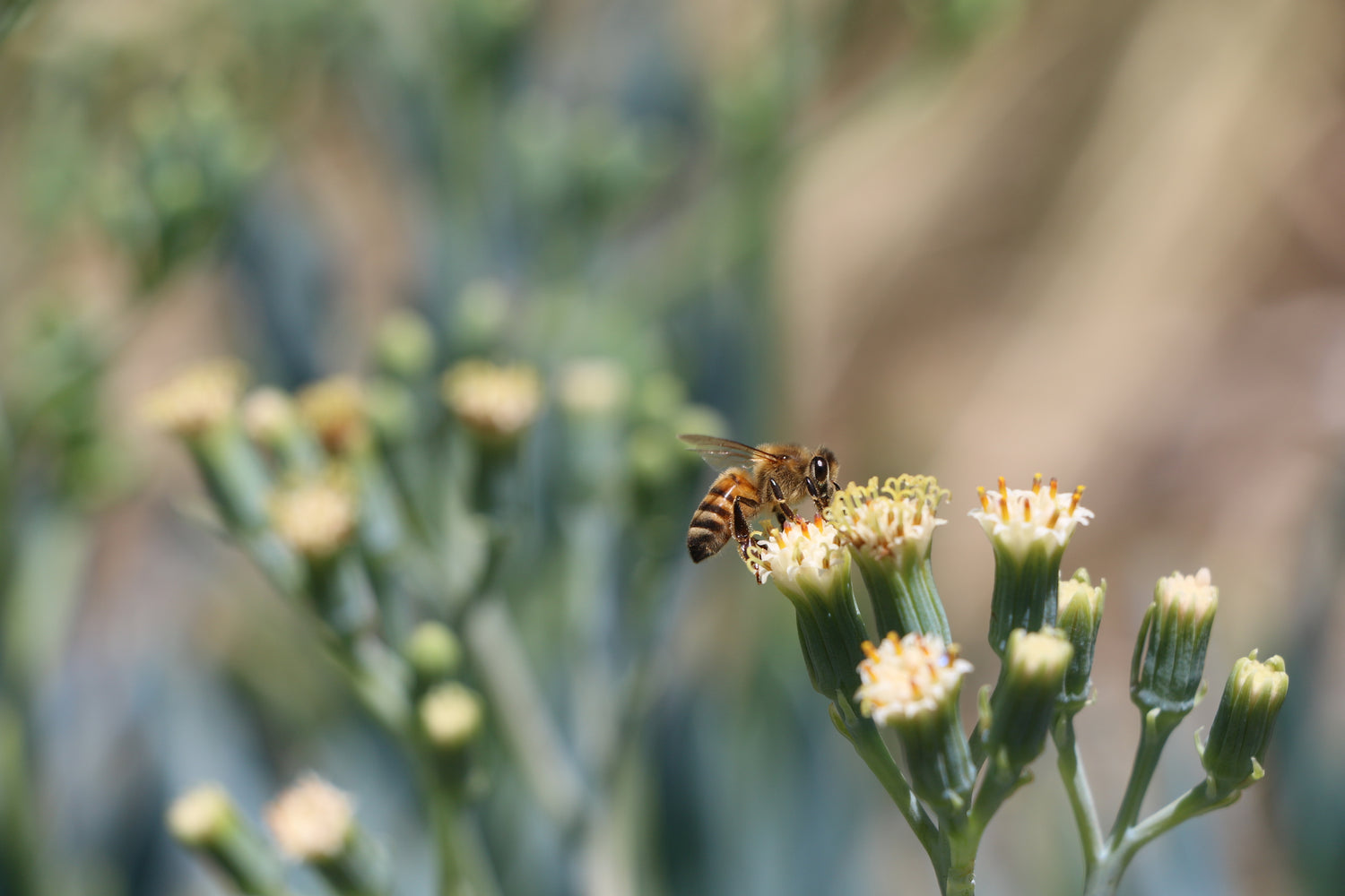 The Bee Conservancy